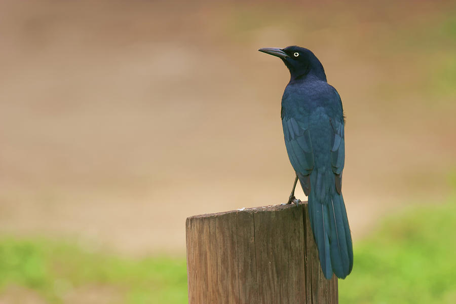 Boat-tailed Grackle Photograph