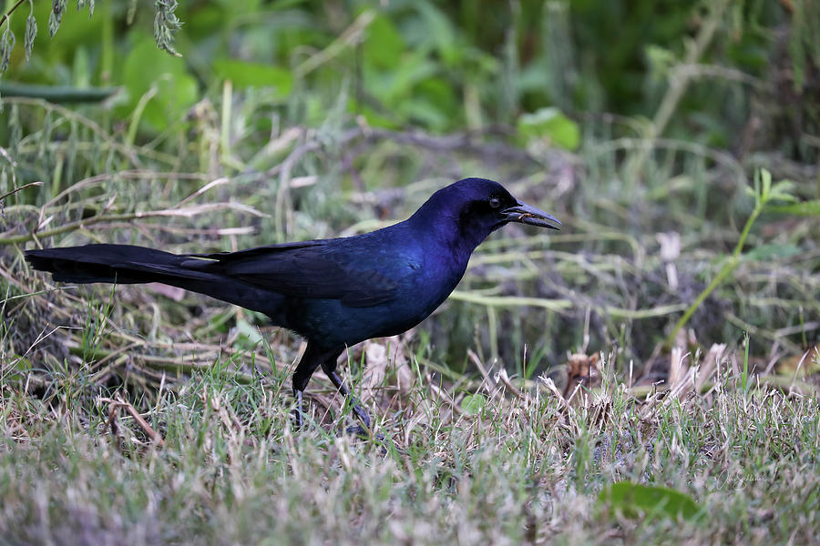 Boat-tailed Grackle with Breakfast Photograph by Alice Schlesier | Pixels