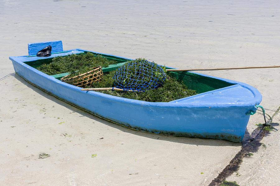 Boat with harvested seaweed on the island of Nusa Lembongan Photograph by Lleerogers