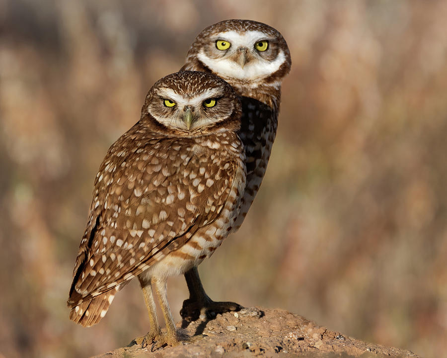 Bob and Betsy Burrowing Owl Photograph by Mary Hone