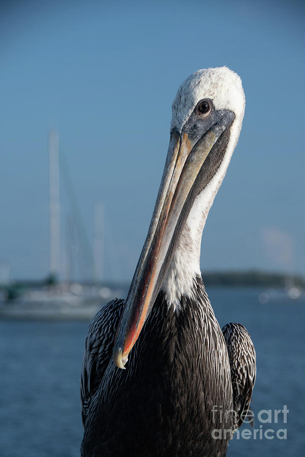 Bob The Pelican 3 Color Animal Wildlife Photograph Photograph by PIPA Fine Art - Simply Solid
