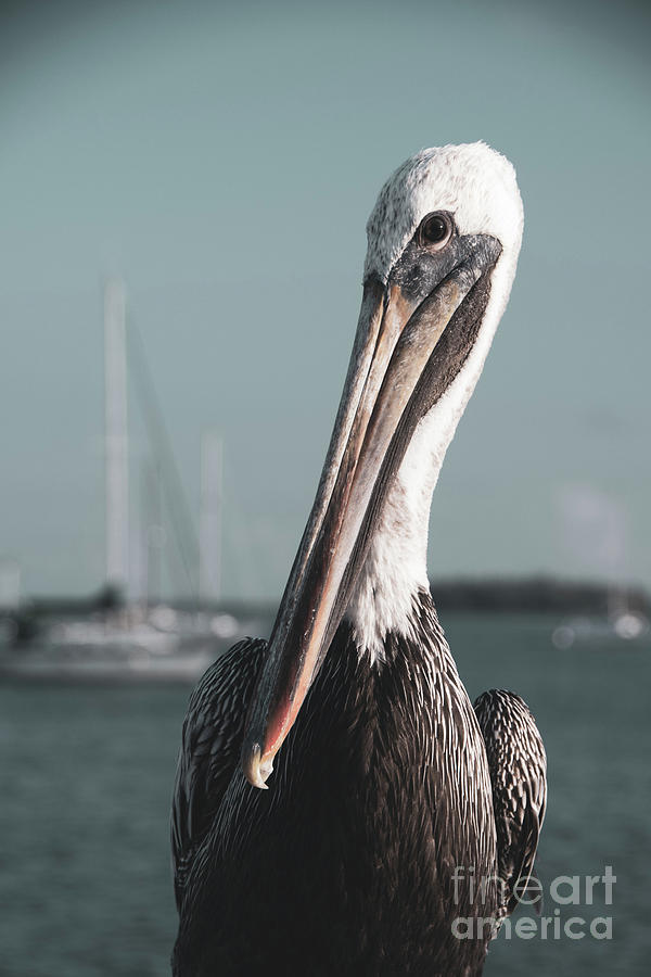 Bob The Pelican 3 Colorized Animal / Wildlife Photograph Photograph by PIPA Fine Art - Simply Solid