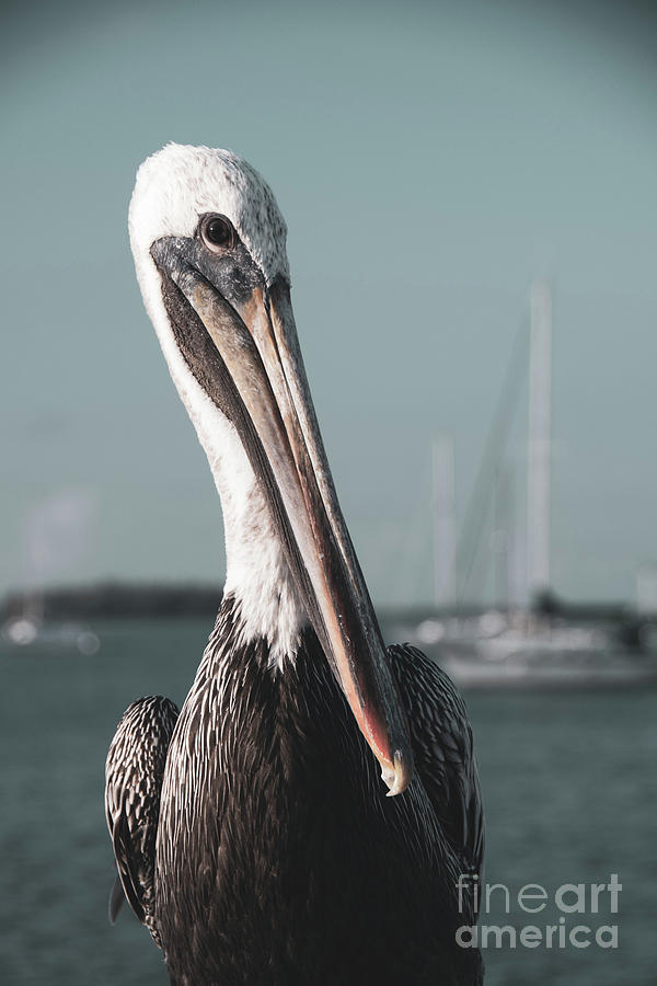 Bob The Pelican 3R Colorized Coastal Bird Wildlife Photograph Photograph by PIPA Fine Art - Simply Solid