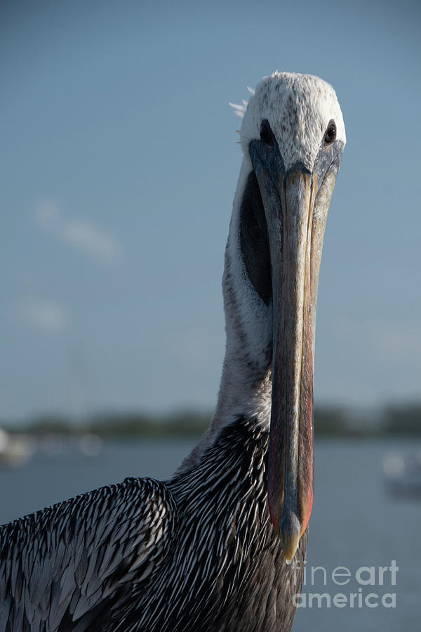 Bob The Pelican Color Animal / Coastal Bird Wildlife Photograph Digital Art by PIPA Fine Art - Simply Solid