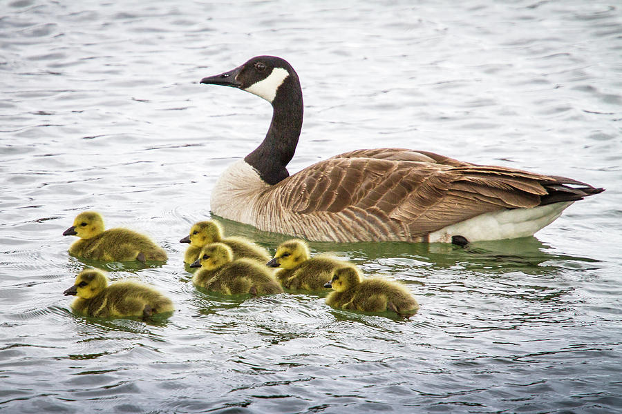 Bobbing Canadian Goose and Goslings Photograph by David M Porter - Fine ...