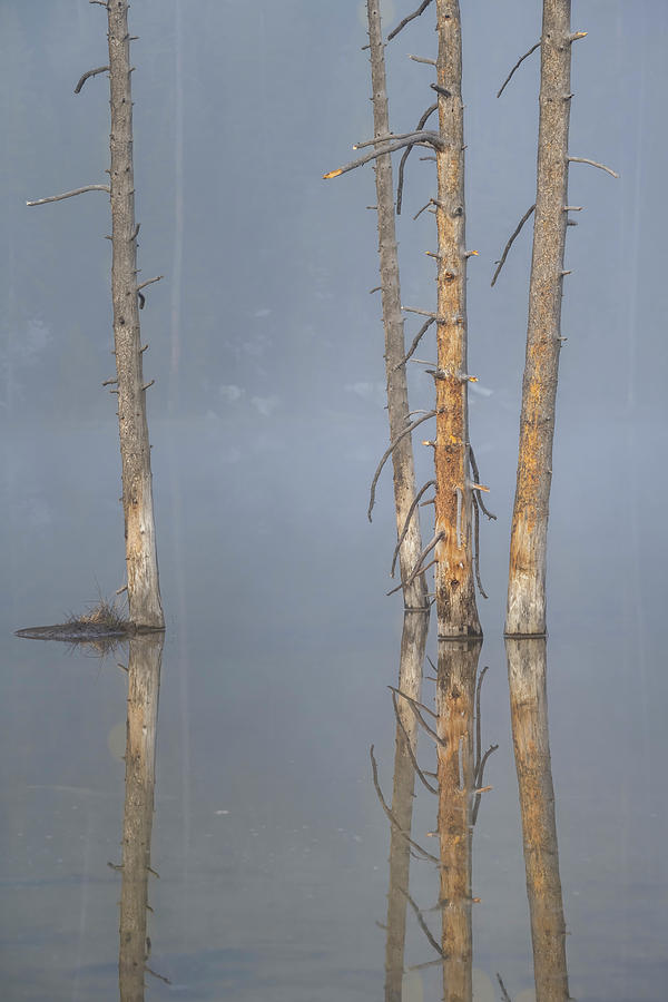 Lodgepole Pine Trees Reflections In The Fog Photograph