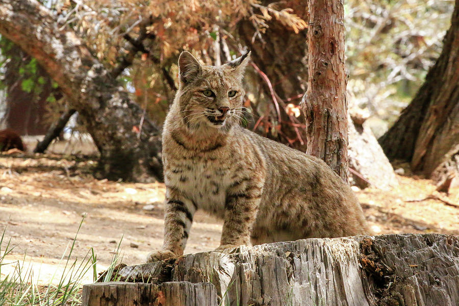 Bobcat 1 at Camp, San Bernadino Mountains, CA Photograph by Dawn Richards