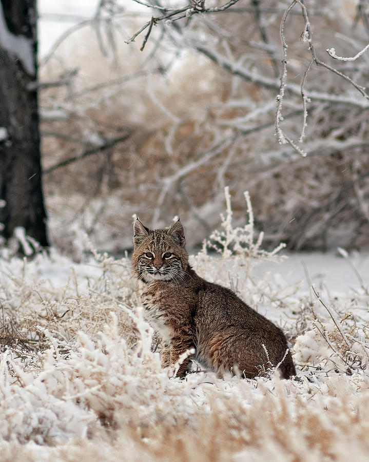 Bobcat and Heavy Frost Photograph by Gary Langley
