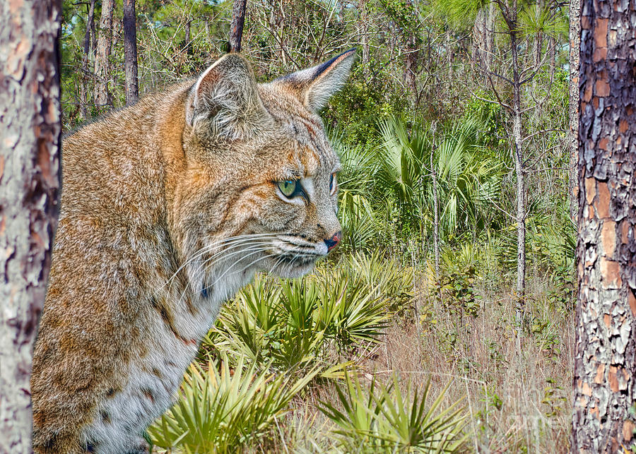 Bobcat and the Everglades Photograph by Judy Kay