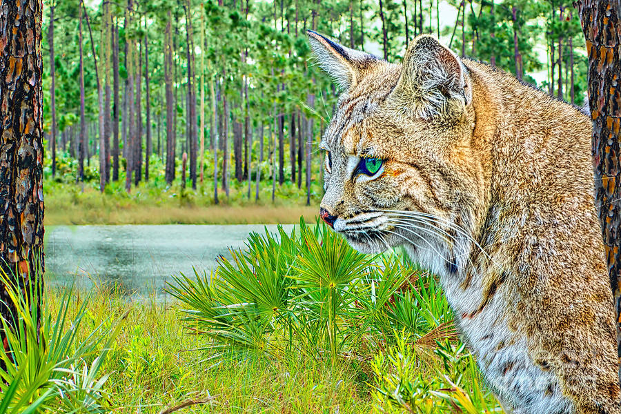 Bobcat at Pine Lake Photograph by Judy Kay