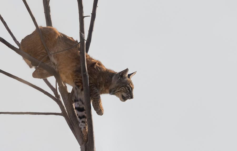 Bobcat - Balancing Act Photograph by Puttaswamy Ravishankar