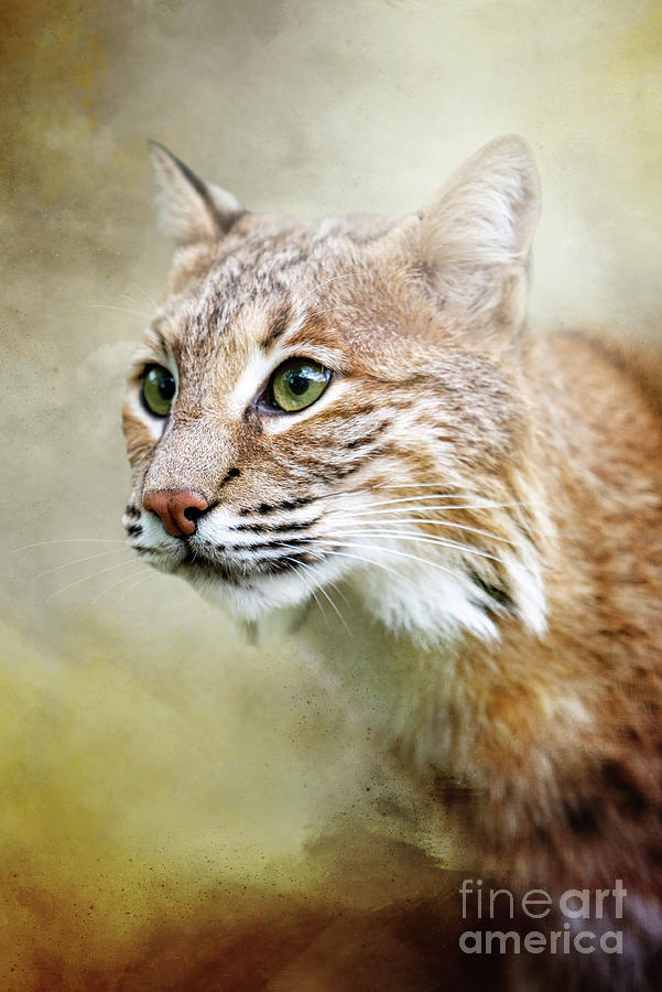 Nature Photograph - Bobcat Bob by Ed Taylor