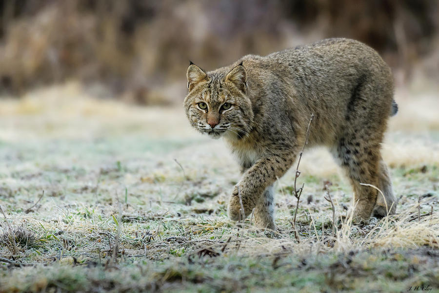 Wildlife Photograph - Bobcat Caution by J H Clery