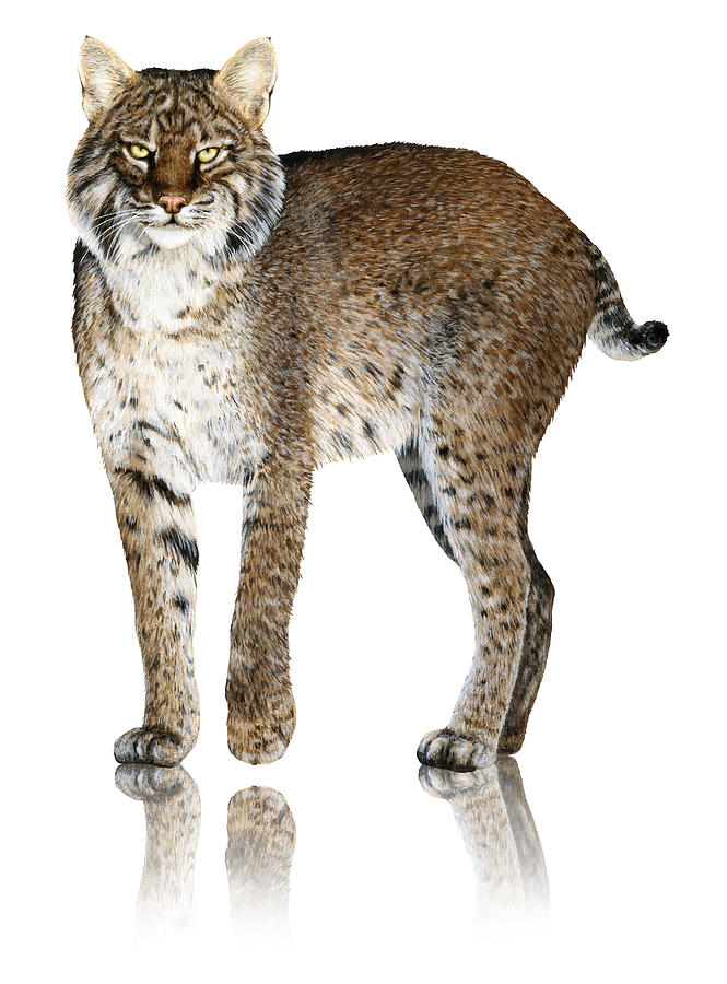 Bobcat Painting by Dawn Witherington