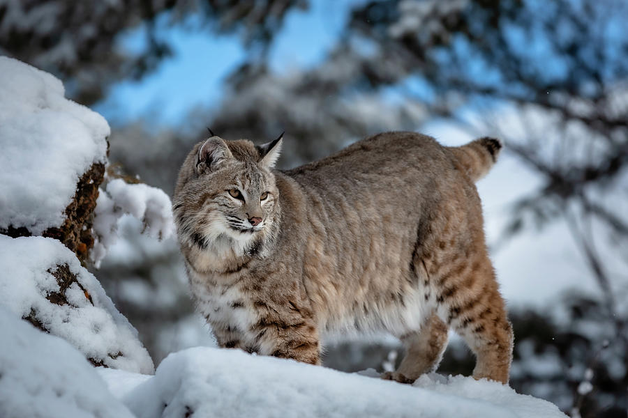 Bobcat Photograph by Ekaterina Romanova - Fine Art America