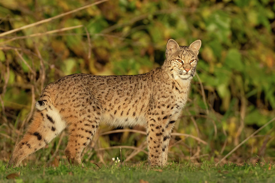 Bobcat Eyes Photograph by Nick DiGennaro - Pixels