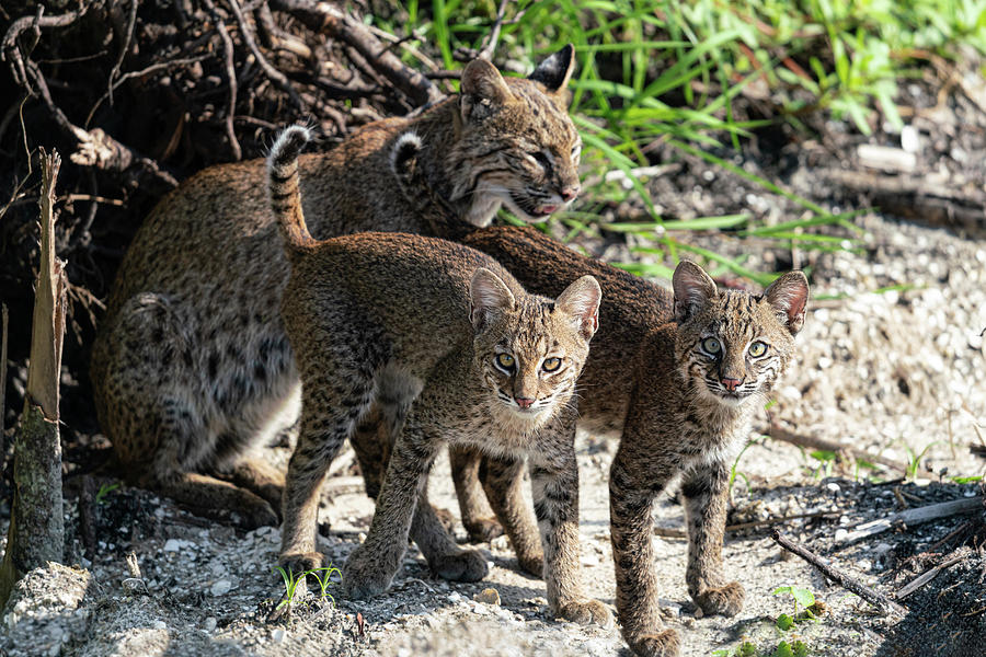 Bobcat Family Photograph by Jim Miller
