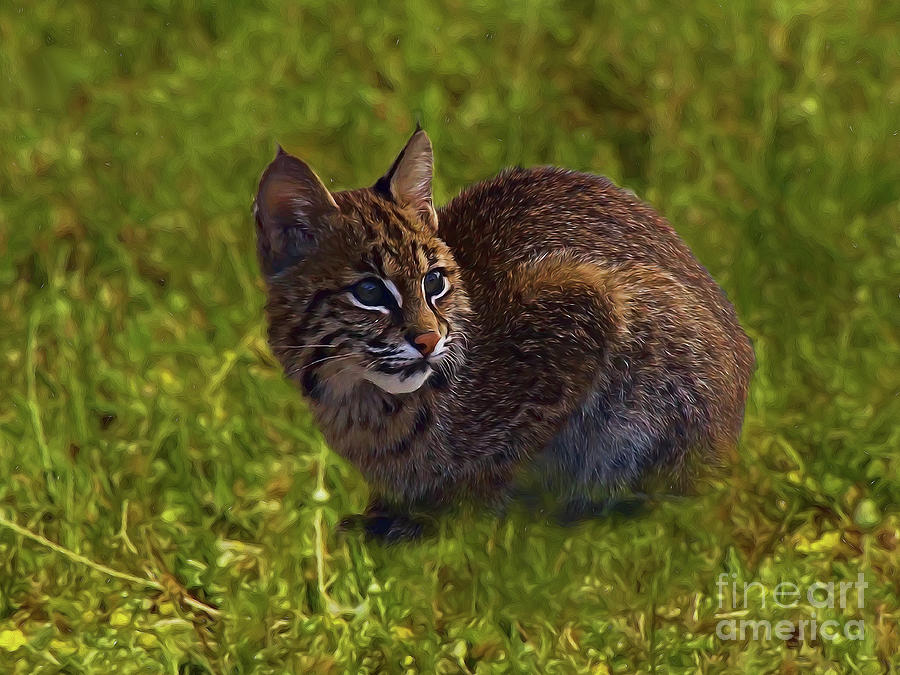 Bobcat Digital Art by Gyula Gvardian - Fine Art America