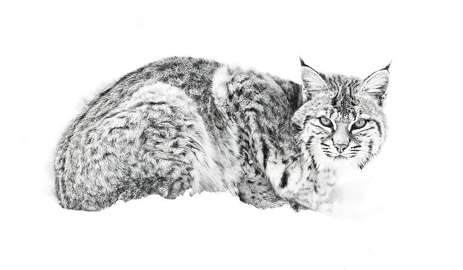 Bobcat in Black and White Photograph by Max Waugh