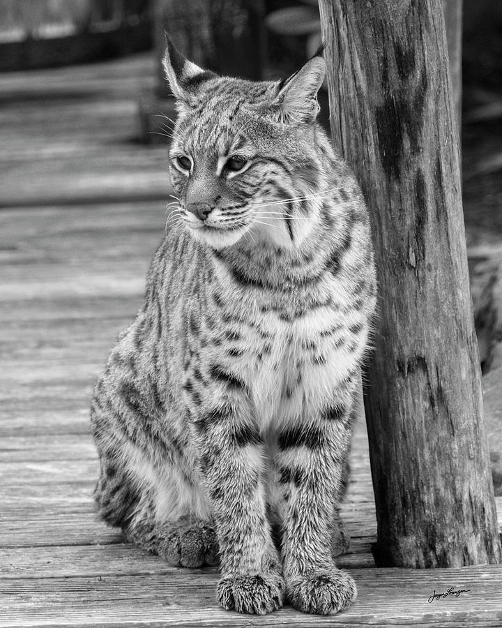 Wildlife Photograph - Bobcat In Monochrome by Jurgen Lorenzen