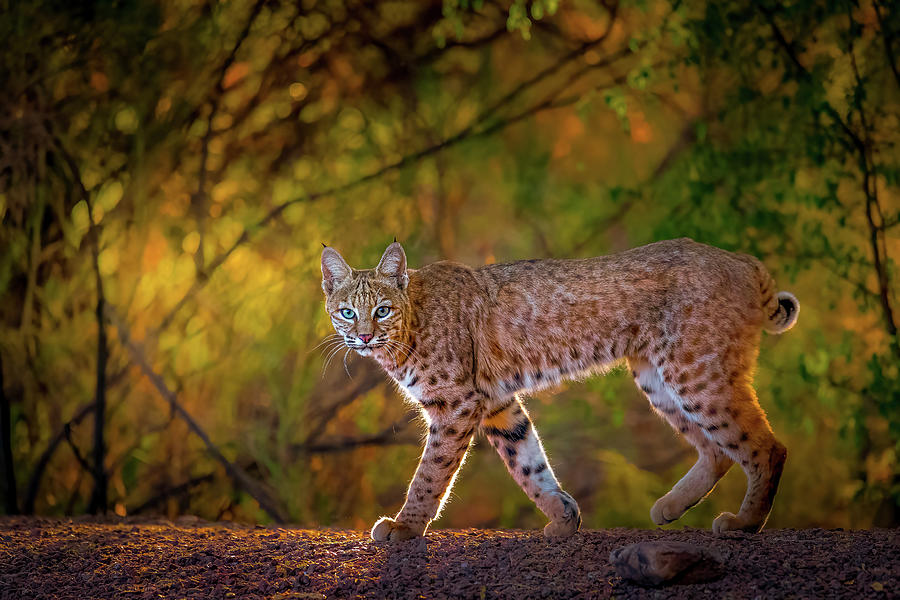Bobcat in Morning Golden Hour Photograph by James Capo