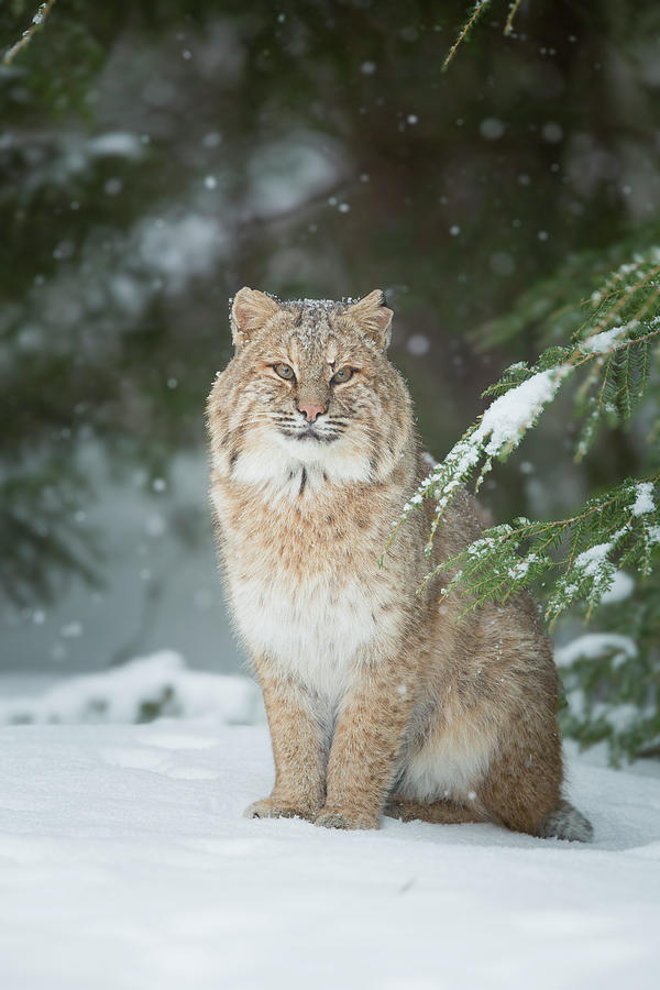 Bobcat in snow Photograph by Dale J Martin