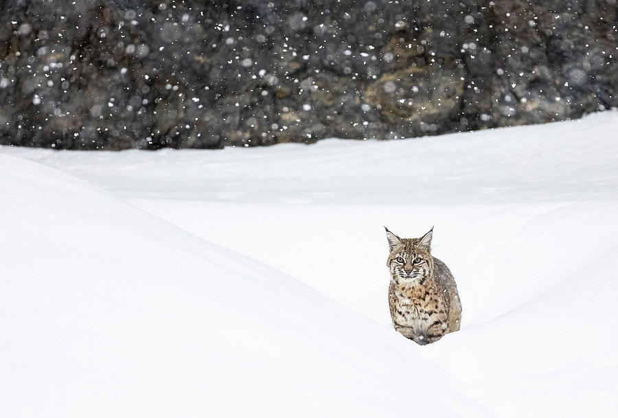 Bobcat in Snow Photograph by Max Waugh