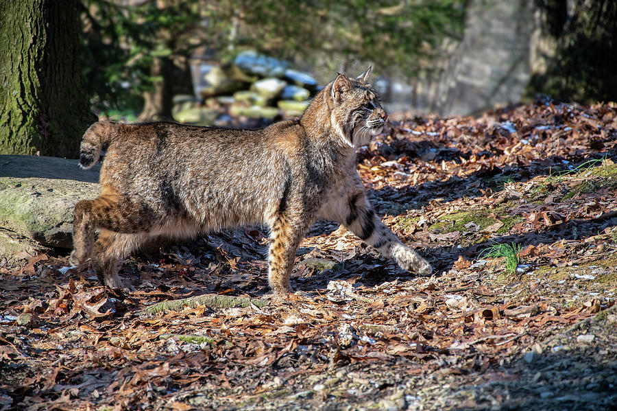 Bobcat in woods Photograph by Dan Friend - Pixels