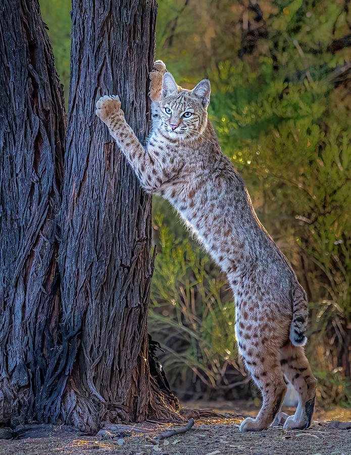 Bobcat Photograph by James Capo