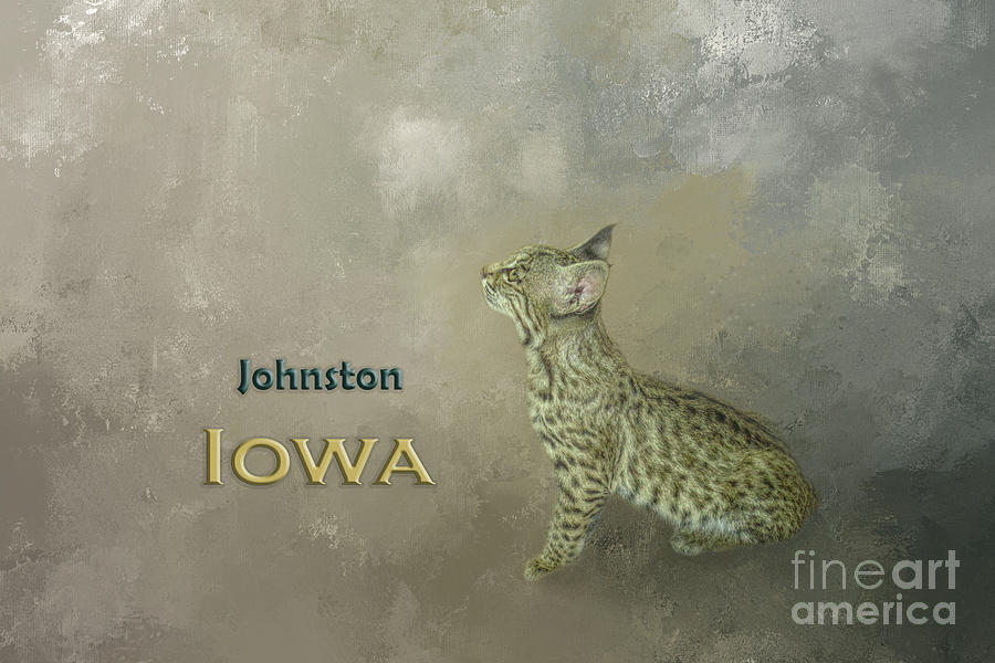 Bobcat Johnston Iowa Mixed Media by Elisabeth Lucas - Fine Art America