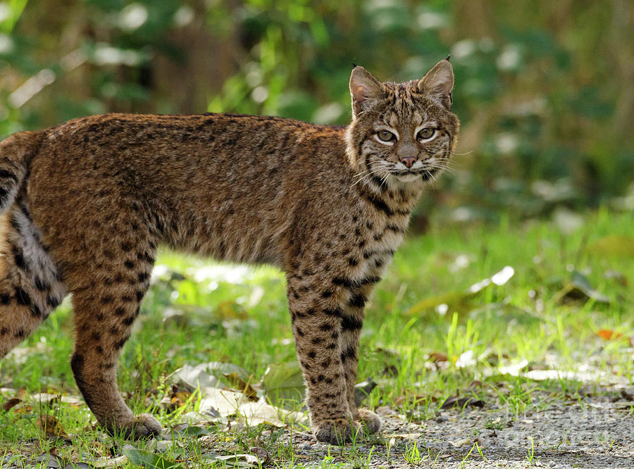 Bobcat Photograph by Kristine Anderson