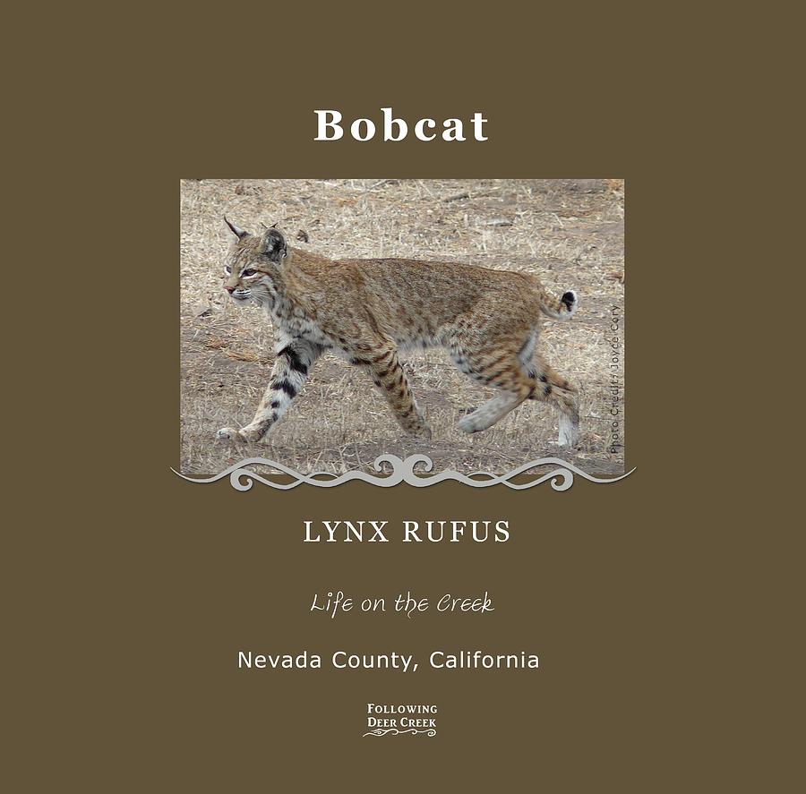 Bobcat Digital Art by Lisa Redfern