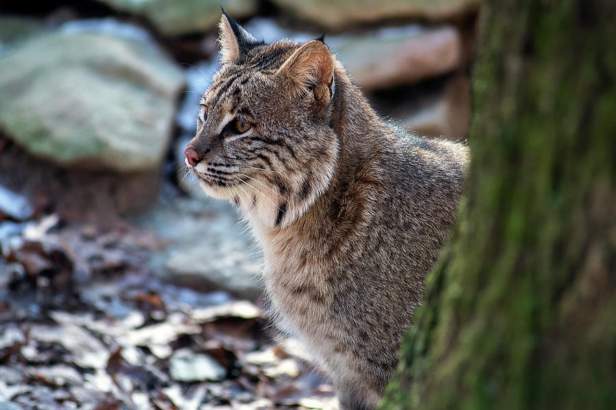Bobcat looking from behind a tree Photograph by Dan Friend