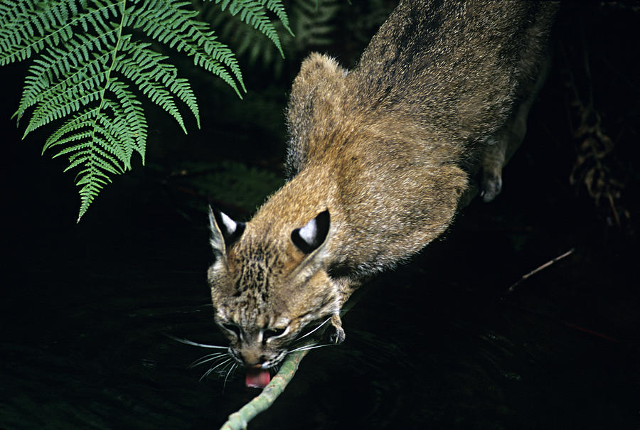 Bobcat, Lynx rufus, drinking water, Northwest Trek Wildlife Park, Washington, USA. Bobcat ear tufts are short and inconspicuous compared to lynx Photograph by Ed Reschke