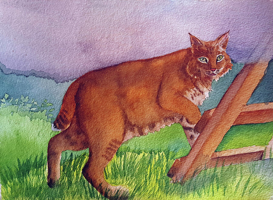 Bobcat Painting by Mishelle Tourtillott