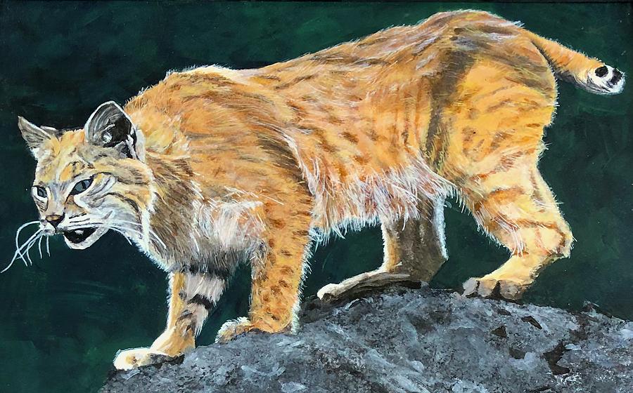 Bobcat On Rock Painting By Paul Larson Fine Art America