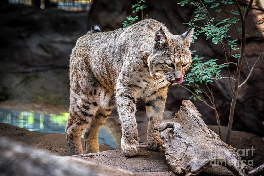 Bobcat on the Prowl Photograph by Kevin Fortier