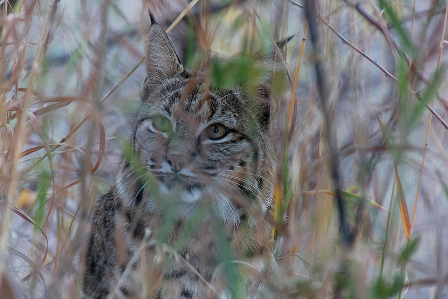 Bobcat - Peering Through the Grasses Photograph by Cascade Colors