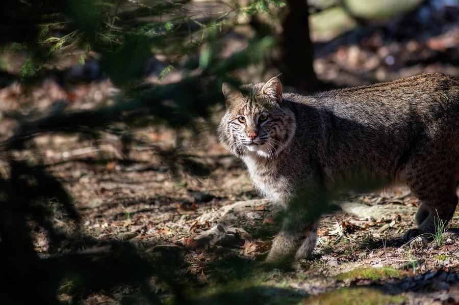 Bobcat  out in nature Photograph by Dan Friend