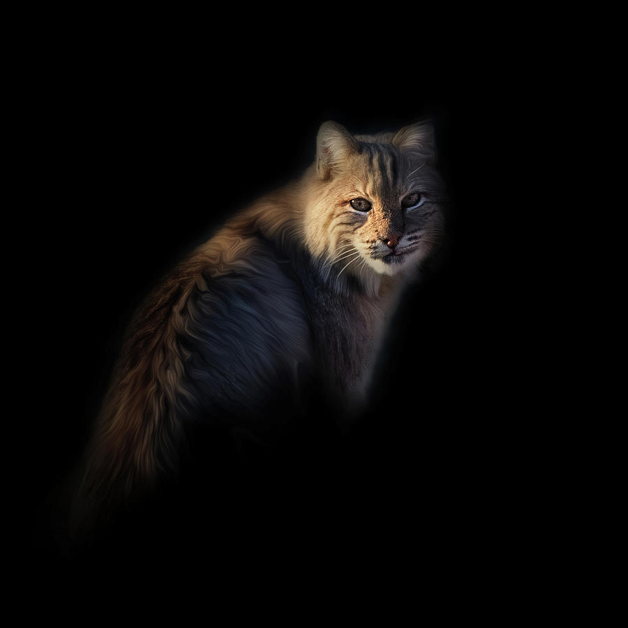 Bobcat Portrait Photograph by Bill Wakeley