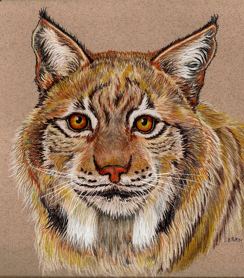 Bobcat Drawing - Bobcat Portrait by Brenda Potts