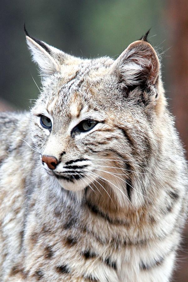 Bobcat Profile Photograph by Brittney Powers - Fine Art America