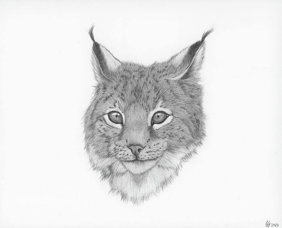 Bobcat Drawing by The Wild-Eyed World - Fine Art America