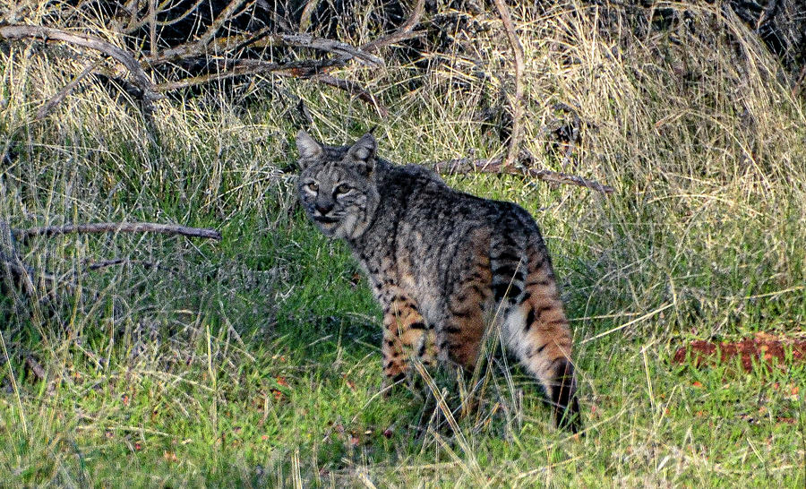 Bobcat Photograph by Tyler Marks - Fine Art America