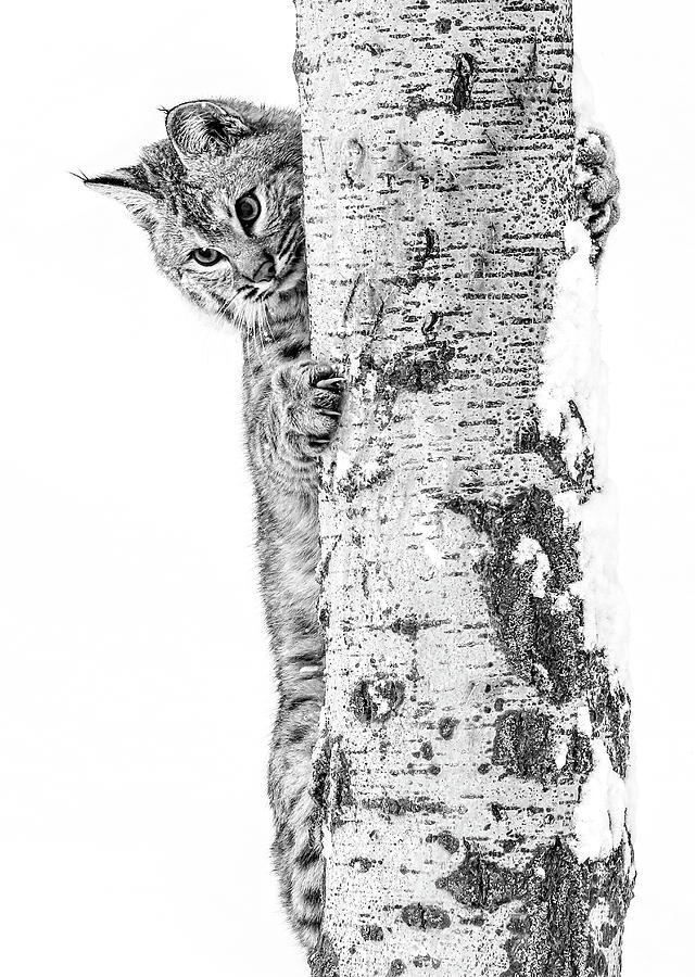 Bobcat Up The Tree Photograph