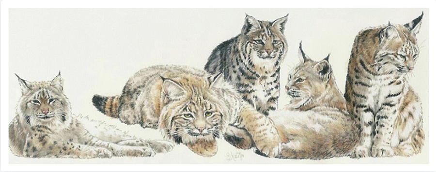 Wildlife Mixed Media - North American Bobcat Wrap by Barbara Keith
