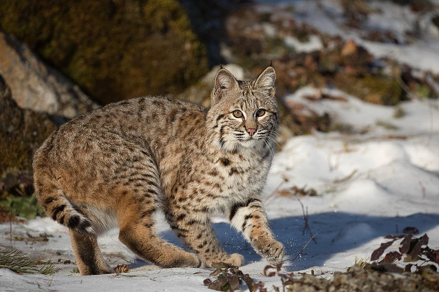Bobcat Yearling At Spots Prey Photograph by David GarciaCostas Fine Art America