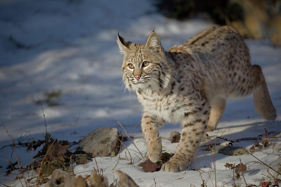 Curious Bobcat Yearling Photograph by David Garcia-Costas | Fine Art ...