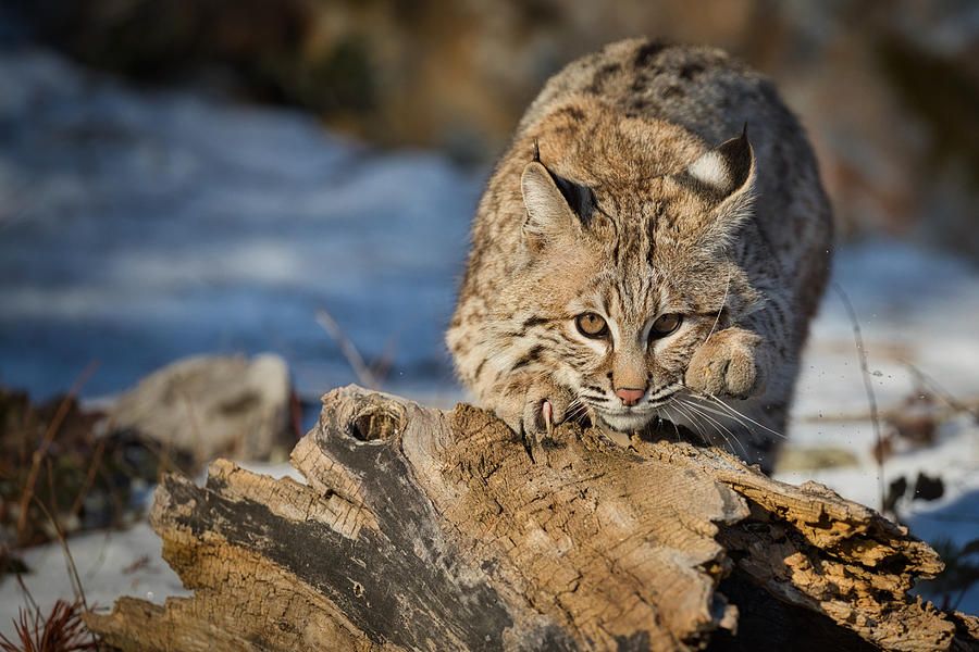 Bobcat Yearling Watching Prey Photograph by David Garcia-Costas - Pixels