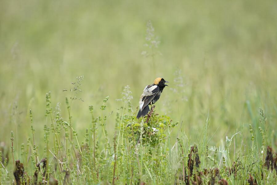 Wildlife Photograph - Bobolink in Field by Unbridled Discoveries Photography LLC